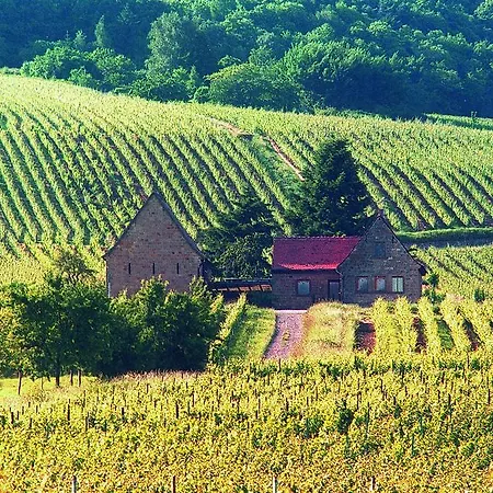 Weinstube Schwarzamsel *