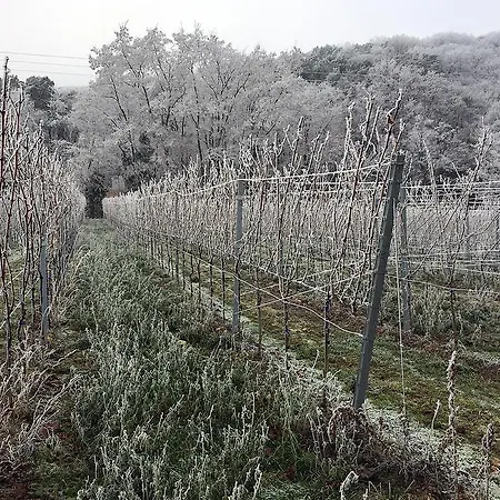 Weinstube Schwarzamsel